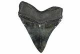 Serrated, Fossil Megalodon Tooth - South Carolina #362239-2